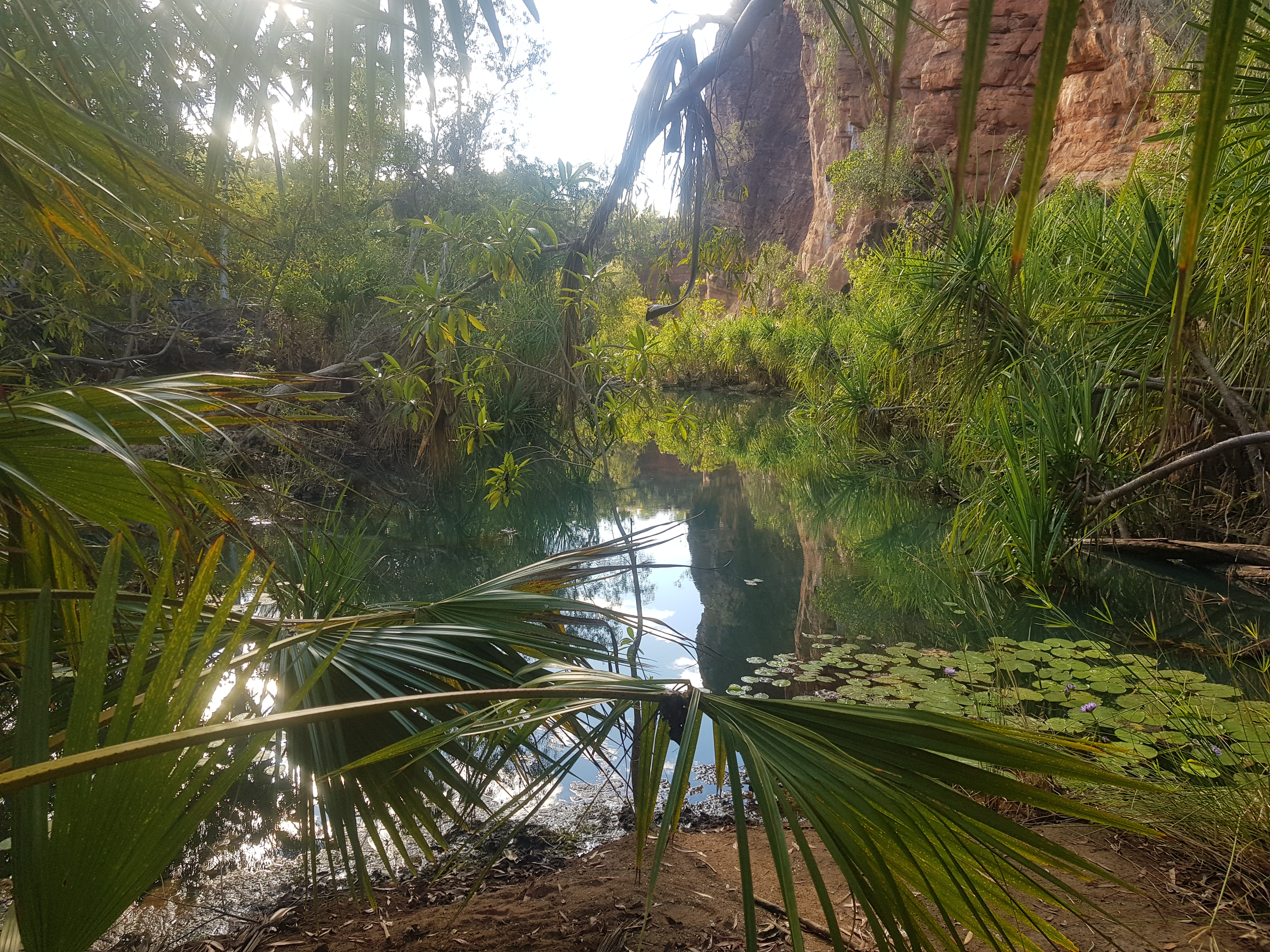 Creek at Boodjamulla National Park